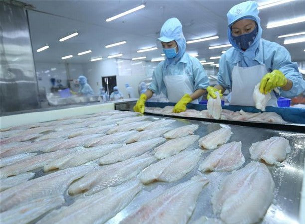 Les exportations de pangasius sont prometteuses ảnh 1 Les exportations de pangasius sont prometteuses ảnh 1