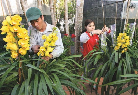 Floralies de Dà Lat 2015 : un festival de plantes ảnh 1 Floralies de Dà Lat 2015 : un festival de plantes ảnh 1
