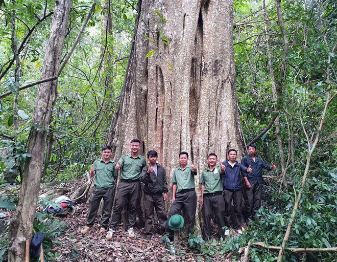 Des vieux arbres des Hauts Plateaux du Centre classés "arbres patrimoniaux" ảnh 1