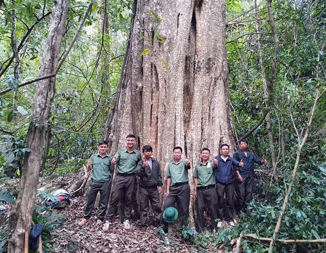 Des vieux arbres des Hauts Plateaux du Centre classés "arbres patrimoniaux" ảnh 1