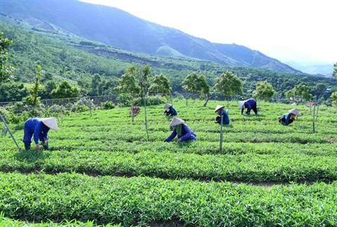 Agriculture "bio": le Vietnam peut mieux faire ảnh 1