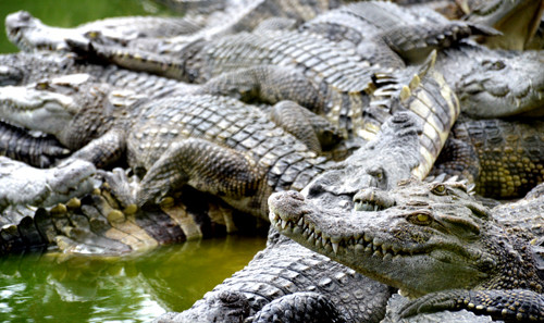 Constitution de marques pour augmenter les exportations de crocodiles ảnh 1