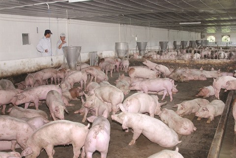 L’émergence du secteur de l’énergie biomasse au Vietnam ảnh 1 L’émergence du secteur de l’énergie biomasse au Vietnam ảnh 1