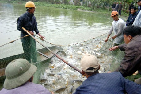 Hanoï: 13 projets d’élevage aquacole intensif dans 10 districts ảnh 1 Hanoï: 13 projets d’élevage aquacole intensif dans 10 districts ảnh 1