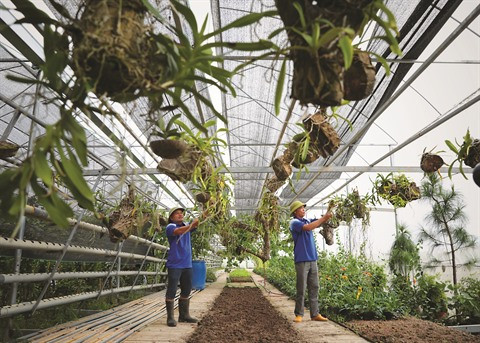 L’économie collective se porte bien au Vietnam ảnh 1 L’économie collective se porte bien au Vietnam ảnh 1