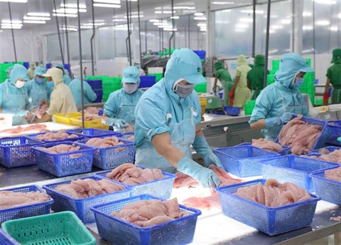 Les pangasius et les crevettes vietnamiens s’exportent bien en Chine ảnh 1 Les pangasius et les crevettes vietnamiens s’exportent bien en Chine ảnh 1