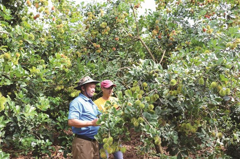 Le Tây Nguyên récolte les fruits économiques et sociaux de ses efforts ảnh 1 Le Tây Nguyên récolte les fruits économiques et sociaux de ses efforts ảnh 1