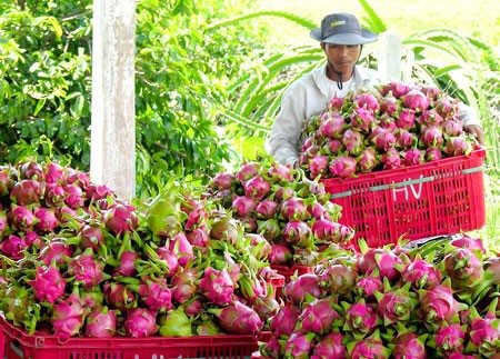 Accélérer l’exportation de fruits et légumes vers le marché américain ảnh 1 Accélérer l’exportation de fruits et légumes vers le marché américain ảnh 1
