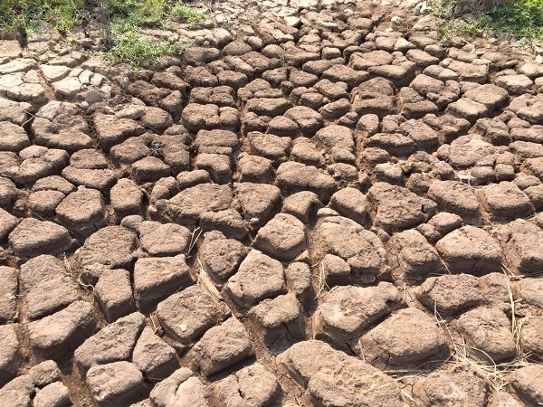 Le Japon aide le Vietnam à surmonter la sécheresse et la salinisation ảnh 1 Le Japon aide le Vietnam à surmonter la sécheresse et la salinisation ảnh 1