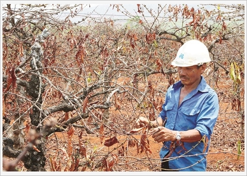 Les paysans de Dak Lak face à la canicule ảnh 1  Les paysans de Dak Lak face à la canicule ảnh 1