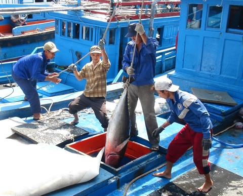 Nouveau label obligatoire pour exporter le thon vietnamien aux Etats-Unis ảnh 1