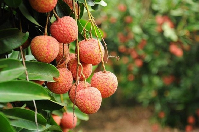 Accélérer l’exportation de fruits et légumes vers le marché américain ảnh 2 Accélérer l’exportation de fruits et légumes vers le marché américain ảnh 2