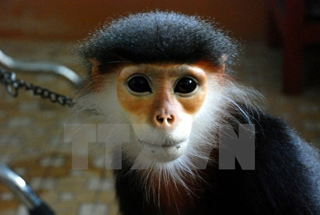Remise d’un langur douc à jambes grises au Parc national de Cuc Phuong ảnh 1 Remise d’un langur douc à jambes grises au Parc national de Cuc Phuong ảnh 1