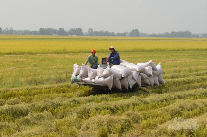 Kien Giang se concentre sur l'encouragement de l'agriculture ảnh 2 Kien Giang se concentre sur l'encouragement de l'agriculture ảnh 2