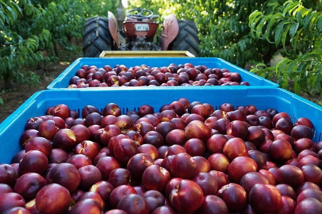 Des pêches et nectarines australiennes seront bientôt exportées au Vietnam ảnh 1 Des pêches et nectarines australiennes seront bientôt exportées au Vietnam ảnh 1