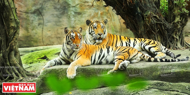 Dai Nam, complexe touristique, culturel et de loisirs d’envergure de Binh Duong ảnh 15 Dai Nam, complexe touristique, culturel et de loisirs d’envergure de Binh Duong ảnh 15