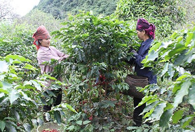 L'Australie finance un projet visant à renforcer les droits économiques des femmes ethniques ảnh 1 L'Australie finance un projet visant à renforcer les droits économiques des femmes ethniques ảnh 1