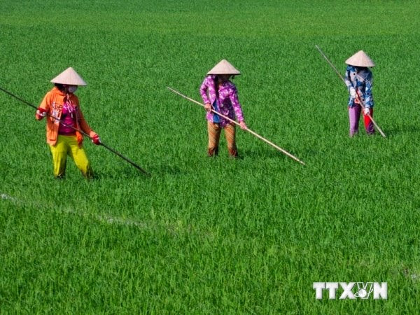 Agriculture: comment le Vietnam s’adapte-t-il au changement climatique? ảnh 1 Agriculture: comment le Vietnam s’adapte-t-il au changement climatique? ảnh 1