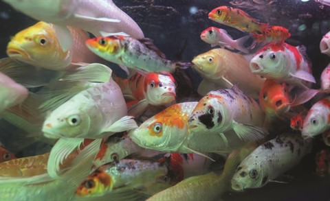 L'aquariophilie, une passion des Hanoïens ảnh 2 L'aquariophilie, une passion des Hanoïens ảnh 2