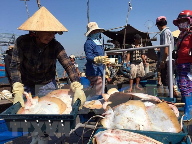 Le secteur de la pêche prend le large pour développer l’économie maritime ảnh 1 Le secteur de la pêche prend le large pour développer l’économie maritime ảnh 1