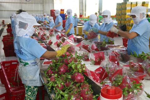 Exportations de fruits et légumes du Vietnam en croissance impressionnante ảnh 1