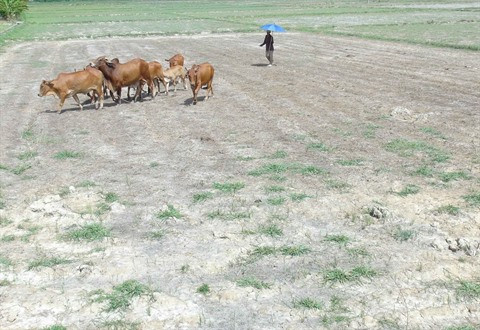 Le Vietnam cherche à se protéger face à la météo extrême ảnh 3 Le Vietnam cherche à se protéger face à la météo extrême ảnh 3