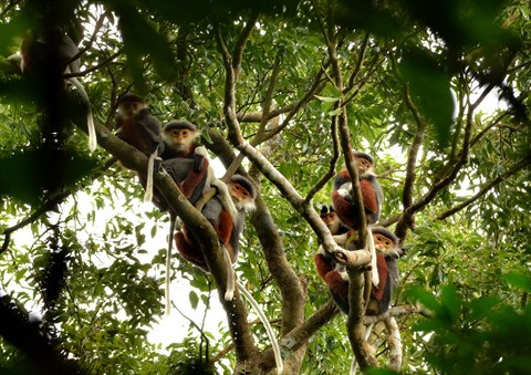 La Réserve naturelle de Son Trà protège ses doucs à pattes rousses ảnh 1 La Réserve naturelle de Son Trà protège ses doucs à pattes rousses ảnh 1