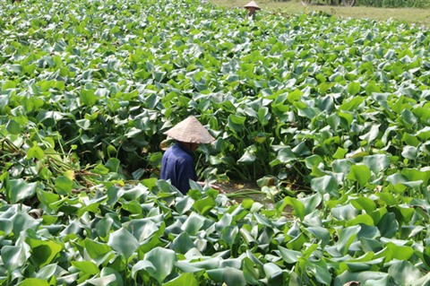Un Professeur belge donne son expertise sur l’agriculture high-tech du Vietnam ảnh 3