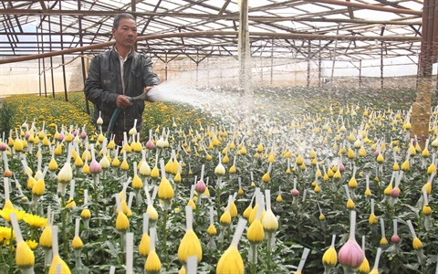 Stratégie du développement du secteur horticole de Dà Lat ảnh 1 Stratégie du développement du secteur horticole de Dà Lat ảnh 1