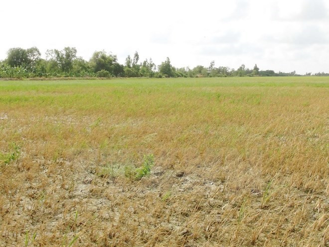 Ben Tre lutte contre les remontées d'eau de mer ảnh 1 Ben Tre lutte contre les remontées d'eau de mer ảnh 1