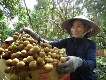 Dông Thap: 100 tonnes de longanes Edor expédiées aux Etats-Unis ảnh 1 Dông Thap: 100 tonnes de longanes Edor expédiées aux Etats-Unis ảnh 1