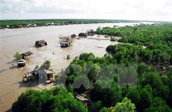 Cà Mau soutient l'agriculture écologique de crevettes ảnh 1 Cà Mau soutient l'agriculture écologique de crevettes ảnh 1