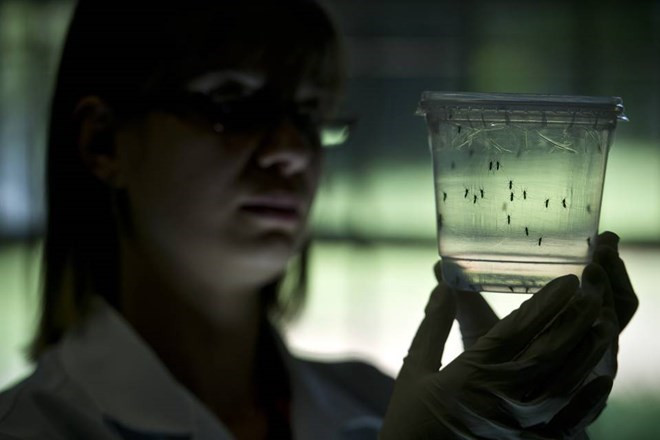 Le Vietnam est capable de diagnostiquer le virus Zika ảnh 1