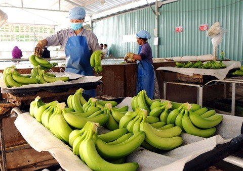2,84 milliards de dollars d'exportations pour les fruits et légumes en dix mois ảnh 1 2,84 milliards de dollars d'exportations pour les fruits et légumes en dix mois ảnh 1