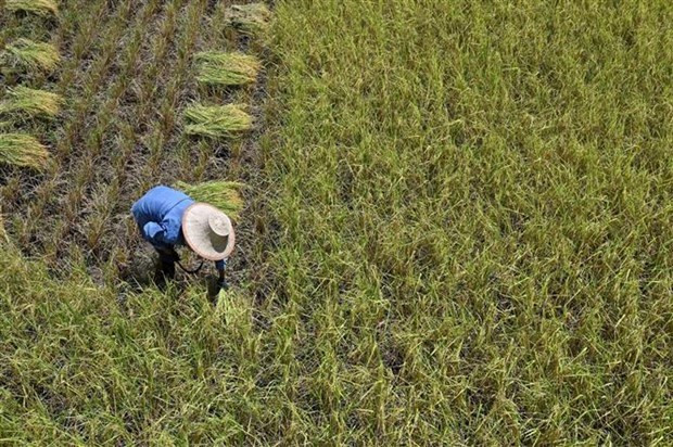 La production thaïlandaise de riz va diminuer à cause d'El Niño ảnh 1 La production thaïlandaise de riz va diminuer à cause d'El Niño ảnh 1