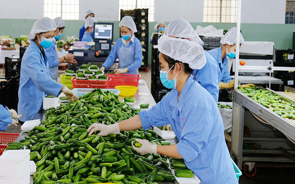 Le Vietnam doit promouvoir la transformation verte pour des exportations durables vers les marchés clés ảnh 1 Le Vietnam doit promouvoir la transformation verte pour des exportations durables vers les marchés clés ảnh 1