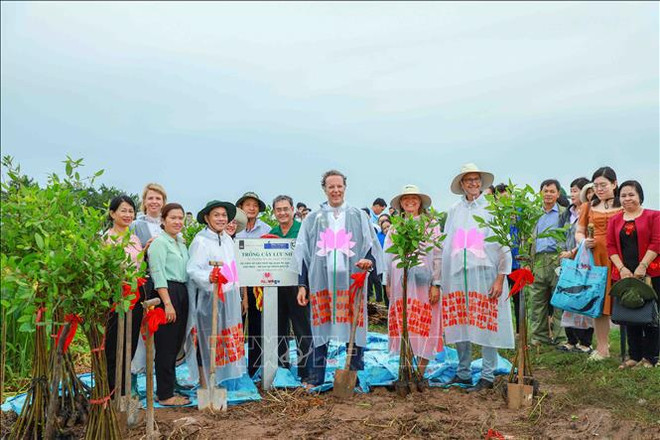 Can Tho plante un millier de lièges pour prévenir l'érosion ảnh 1 Can Tho plante un millier de lièges pour prévenir l'érosion ảnh 1