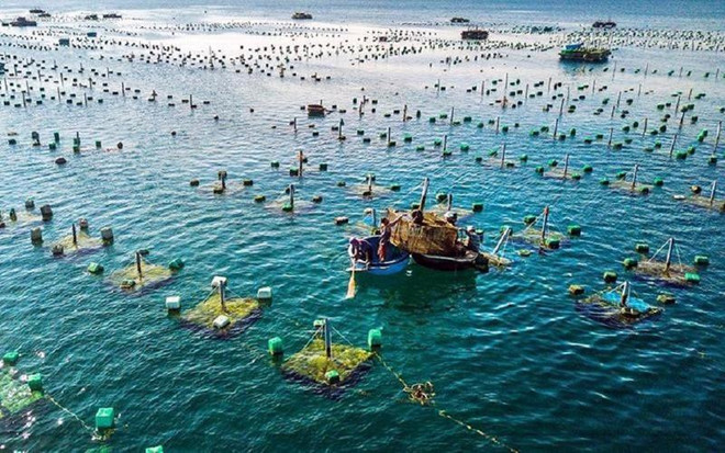 L’aquaculture vietnamienne occupe la première place sur la carte du monde ảnh 1 L’aquaculture vietnamienne occupe la première place sur la carte du monde ảnh 1