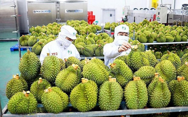 Le respect des normes de qualité conditionne les exportations de fruits vietnamiens ảnh 2 Le respect des normes de qualité conditionne les exportations de fruits vietnamiens ảnh 2