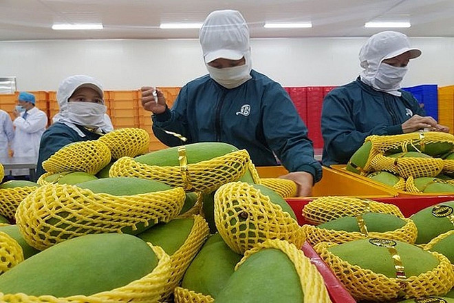 Les exportations de fruits et légumes devraient atteindre quatre milliards de dollars en 2021 ảnh 1 Les exportations de fruits et légumes devraient atteindre quatre milliards de dollars en 2021 ảnh 1