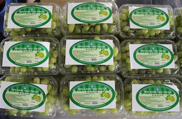 Les raisins verts de Ninh Thuan sont vendus sur la plate-forme d'e-commerce Sendo ảnh 1 Les raisins verts de Ninh Thuan sont vendus sur la plate-forme d'e-commerce Sendo ảnh 1