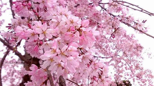 Hanoi: Des activités d’échanges culturels avec le Japon ảnh 1