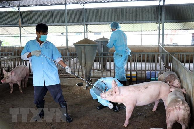 Bac Lieu annonce la fin de la peste porcine africaine ảnh 1 Bac Lieu annonce la fin de la peste porcine africaine ảnh 1