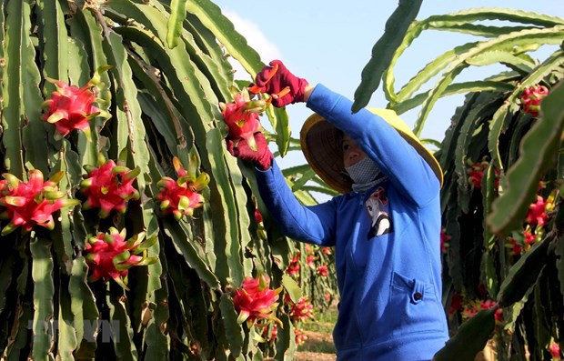 Dynamiser les exportations vers Singapour malgré le COVID-19 ảnh 1 Dynamiser les exportations vers Singapour malgré le COVID-19 ảnh 1
