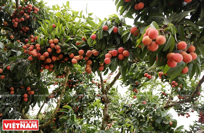 Bac Giang cherche à améliorer la qualité et la productivité des vergers de Luc Ngan ảnh 1 Bac Giang cherche à améliorer la qualité et la productivité des vergers de Luc Ngan ảnh 1