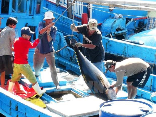 Les exportations de thons restent sur une pente ascendante ảnh 1 Les exportations de thons restent sur une pente ascendante ảnh 1