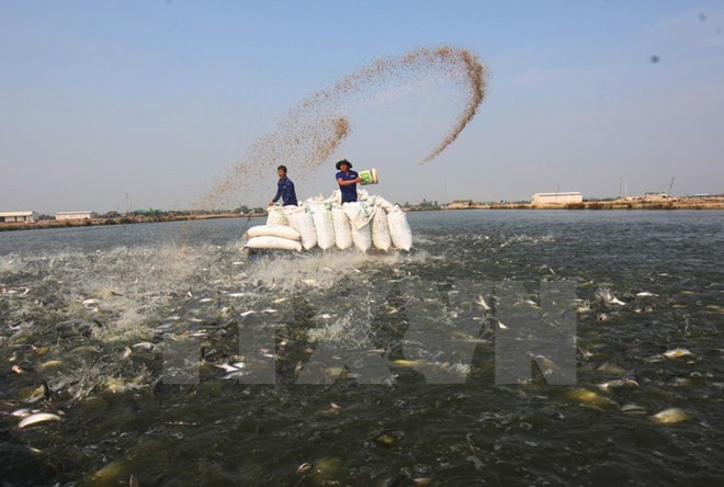 Vinh Long cherche à promouvoir le commerce en Australie ảnh 1 Vinh Long cherche à promouvoir le commerce en Australie ảnh 1