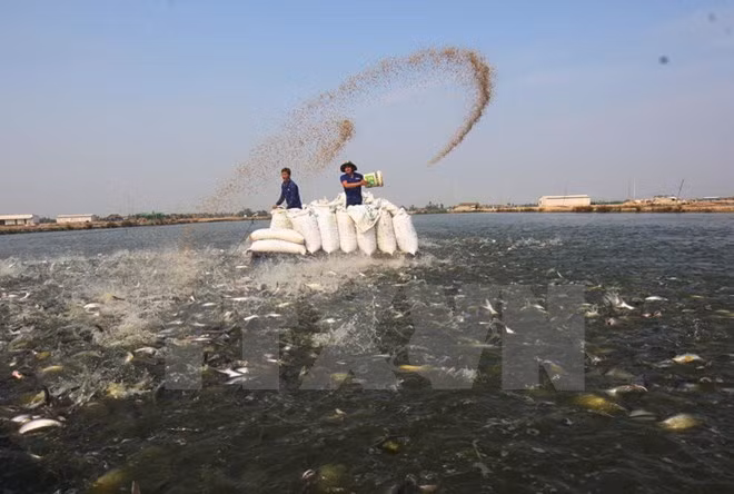 Vinh Long cherche à promouvoir le commerce en Australie ảnh 1