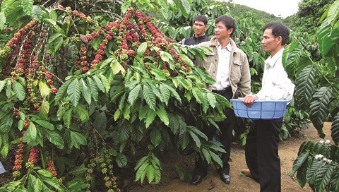 Le café, porteur de richesse sur le plateau Di Linh ảnh 1