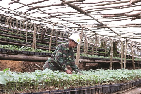 Les plantes médicinales, l’or vert de Kon Tum ảnh 1 Les plantes médicinales, l’or vert de Kon Tum ảnh 1